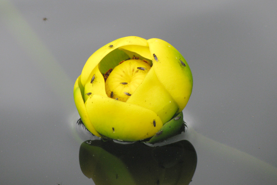 A yellow pond lily flower