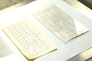Scale cards lined with king salmon scales await pressing to transfer their images into the acetate covering the cards.
