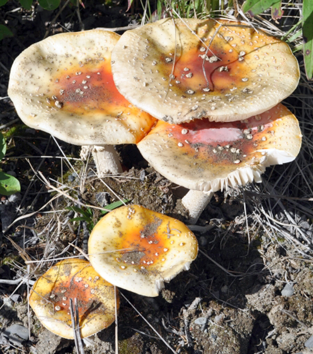 Опасные съедобные грибы. Ядовитые грибы. Грибы которые съедобные для человека. Грибы Забайкальского края.