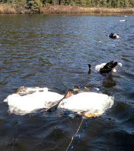 Photos courtesy of Michael Moore. Ducks drowned last week after getting tangled in nets set to combat the pike infestation in Mackey and area lakes. 